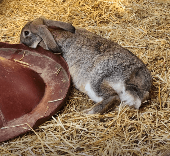 2023 휴애리 매화축제 제주도 가볼만한 곳 휴애리 자연생활공원