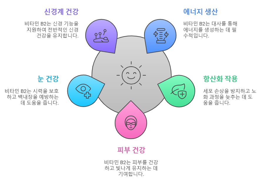 비타민 B2 효능