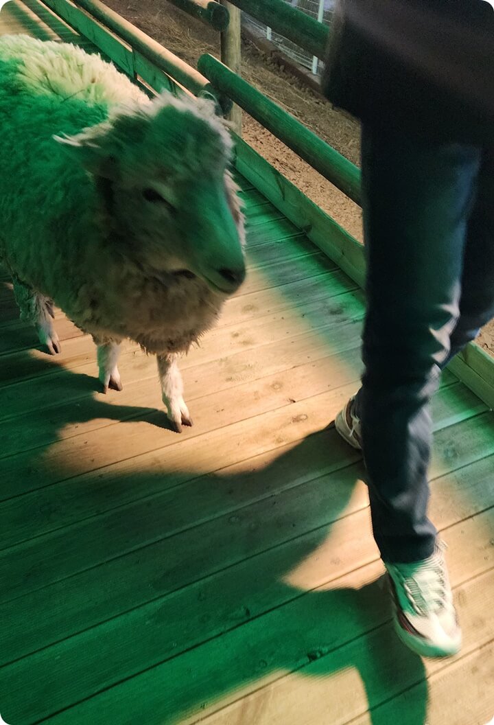 사람을 따라가는 양 한마리