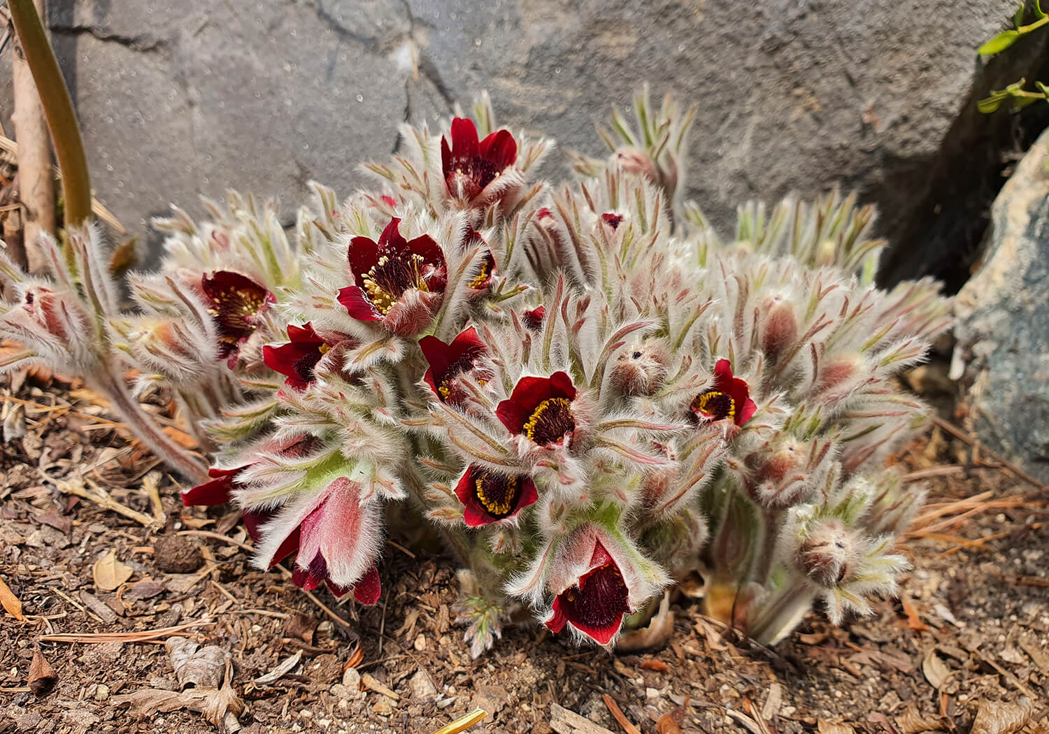 성남시식물원 할미꽃17