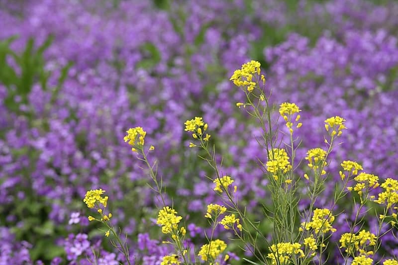 봄꽃의 절정! 전국 유채꽃 축제 일정, 명소, 인생샷 명당 추천