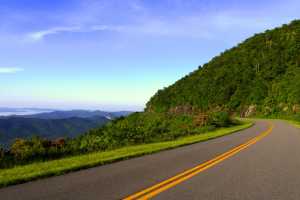 고양이 로드킬 신고 동물 사체 처리 보상