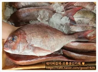 낚시 어종별 요리법 감성돔 매운탕 우럭구이 전어회_9