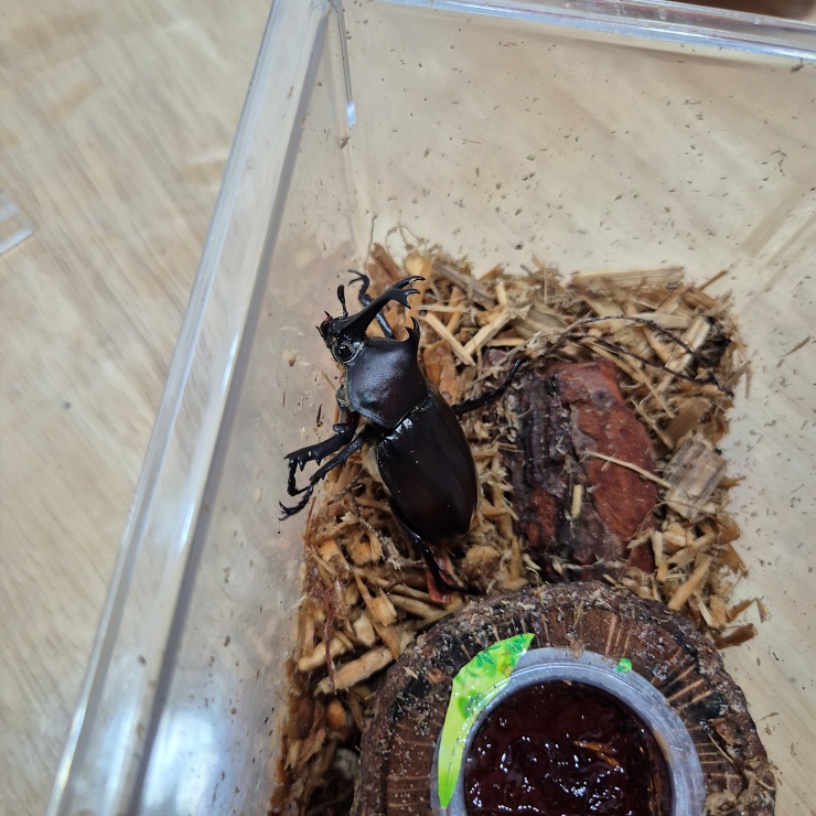 장수풍뎅이 탈출