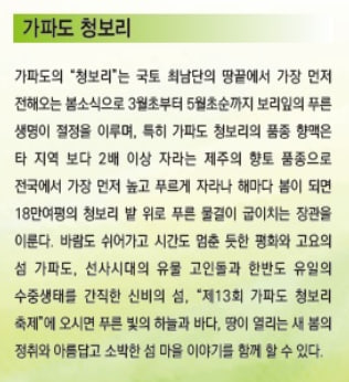 제주도 서귀포시 가파도 청보리 축제