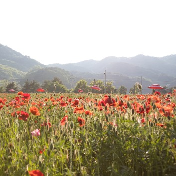용수골 꽃양귀비