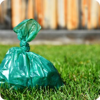 똥 꿈해몽 풀이 똥 만지는 꿈