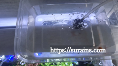 수초 어항 조명 쿠바펄 추천 트윈스타 450c 사용 후기