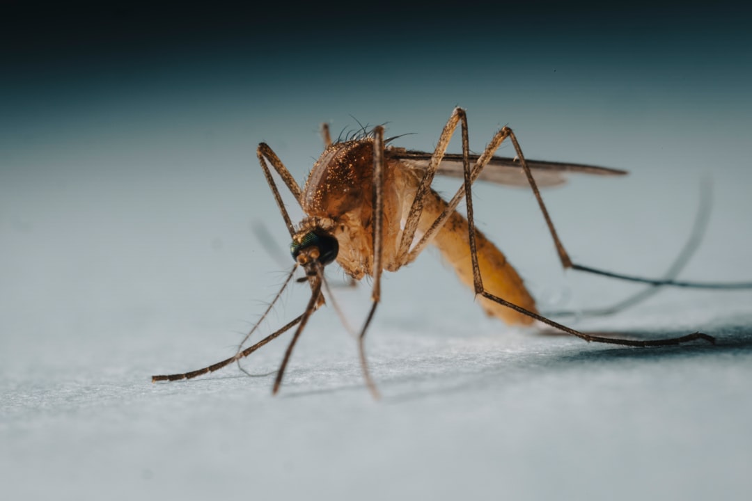 Mosquitoes