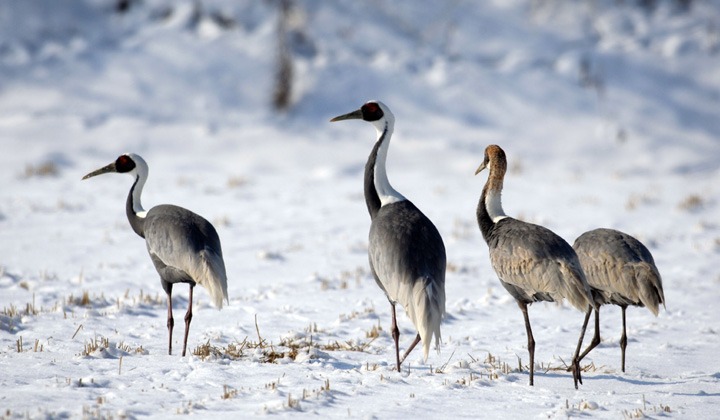 철원 두루미 탐조 방법 코스