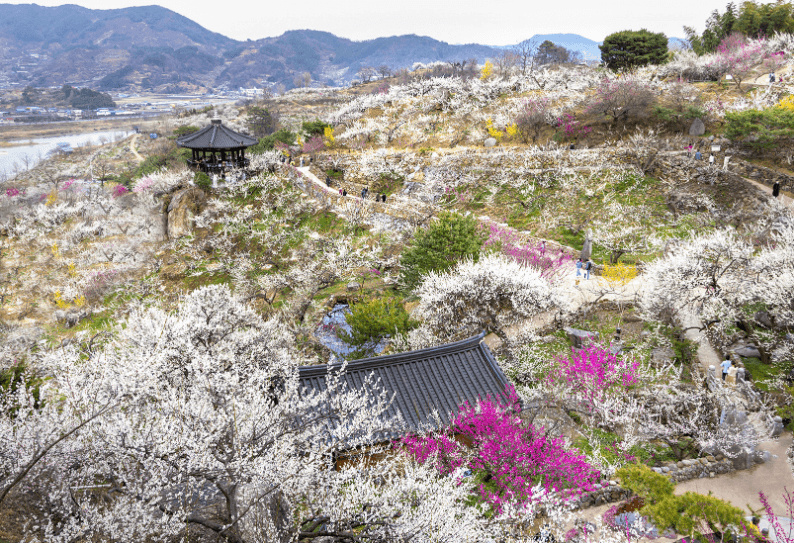 전라남도 광양 매화축제 벚꽃여행 일정 입장료 주차장