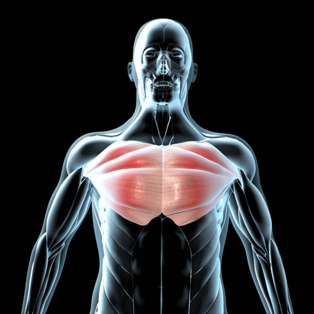 가슴근육의-위치