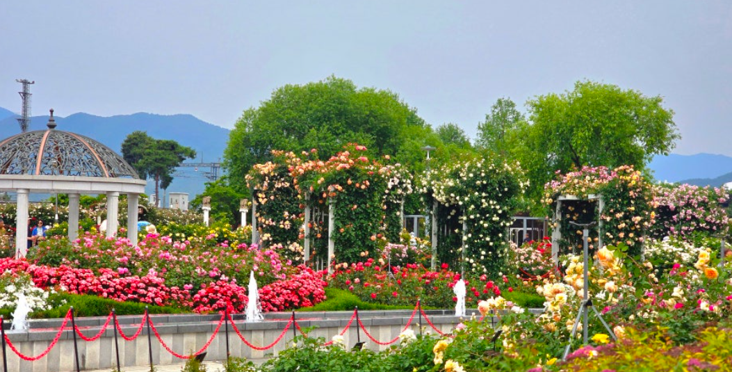 곡성 섬진강 장미마을