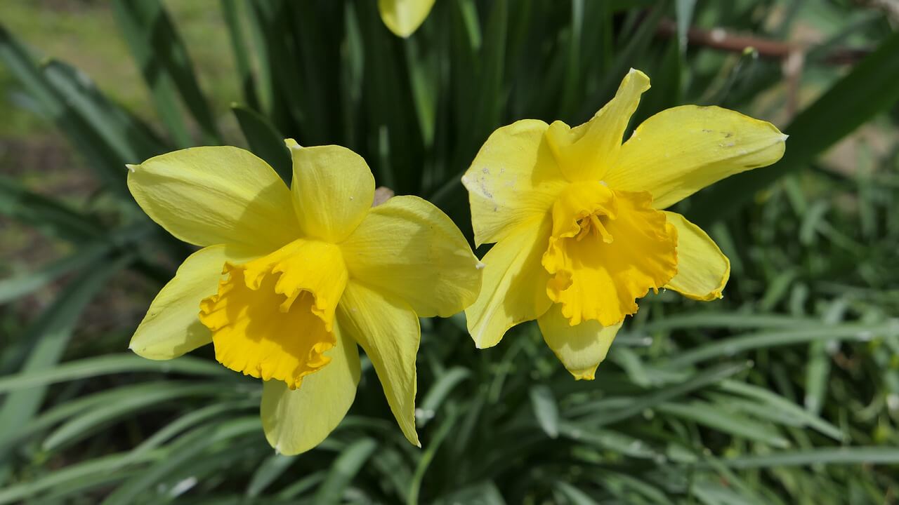 나르시시즘 수선화