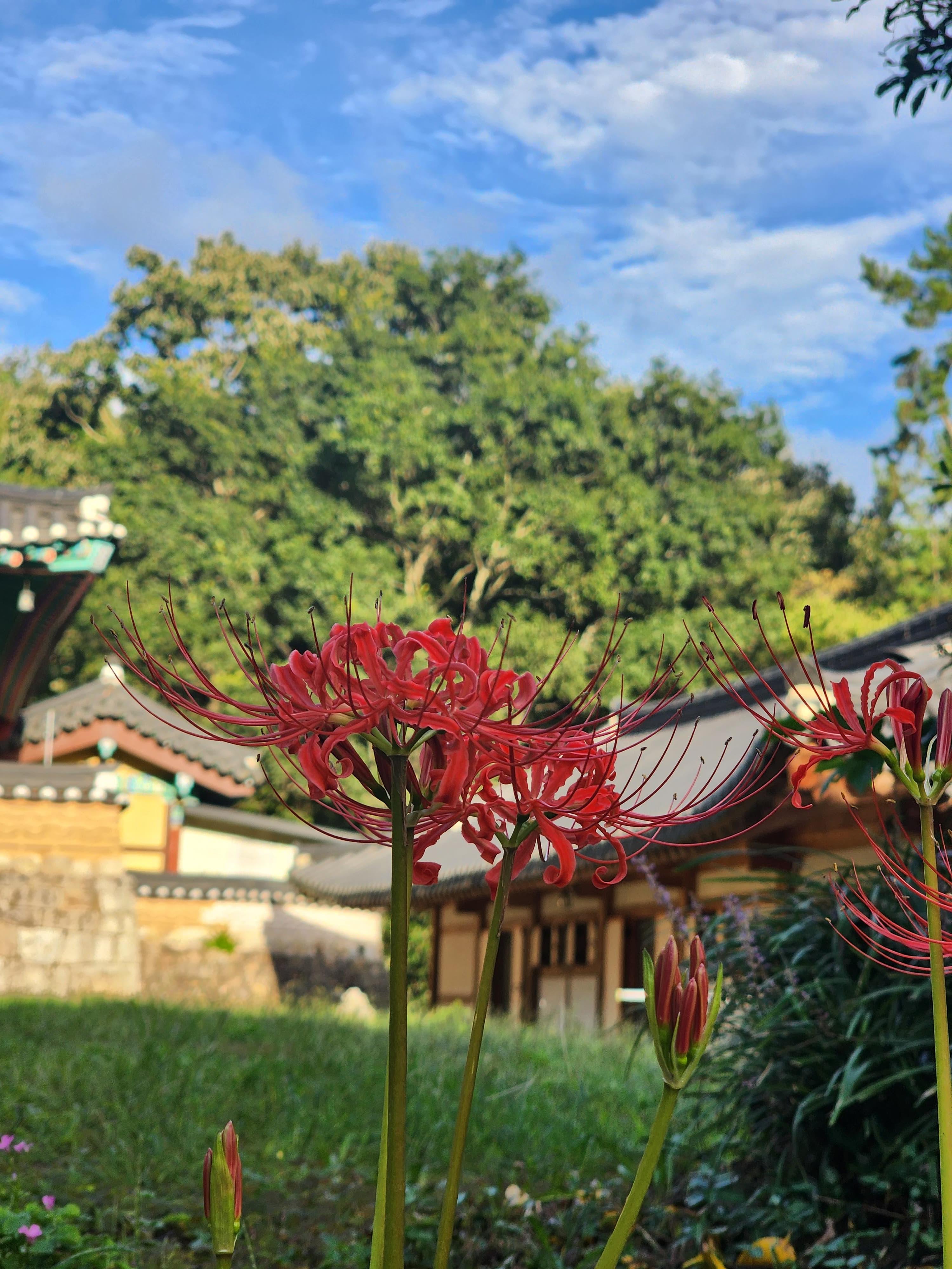 순천 여행 _ 선암사 고즈넉한 산사에서 힐링