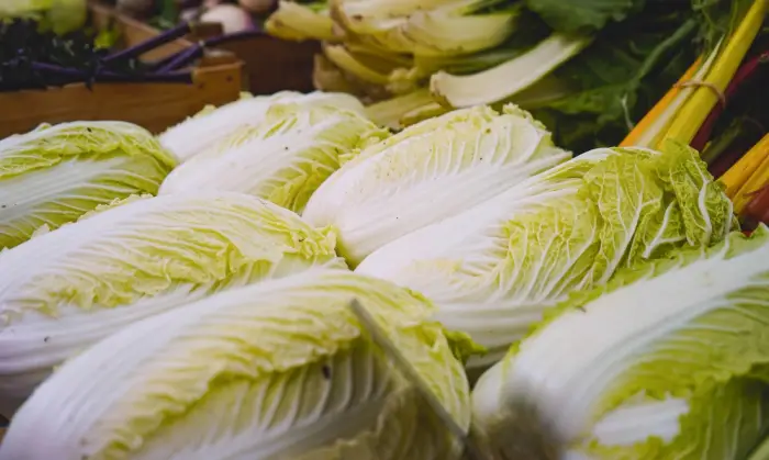 김장배추 절이는 법