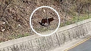 늑구 포획 성공 마취총 생포 건강상태(영상)