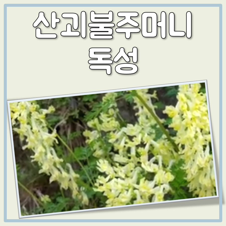 산괴불주머니 독성