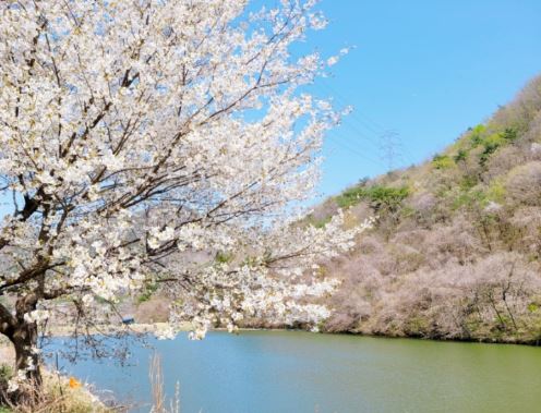 안산 벚꽃