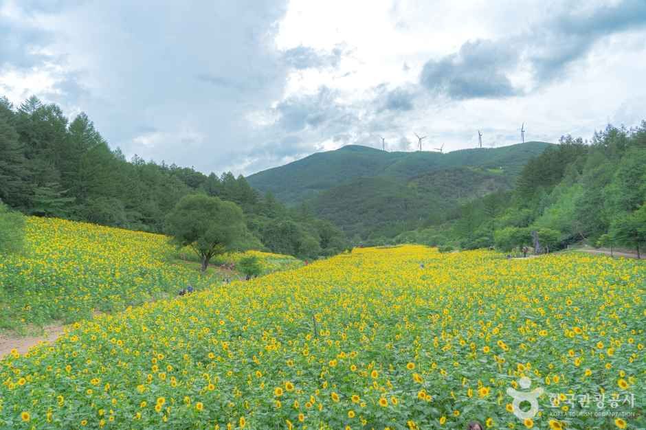 태백 구와우마을 해바라기 축제 총정리