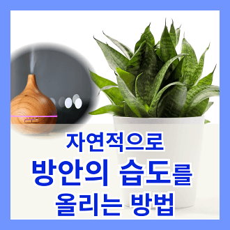 자연적으로 방안의 습도를 올리는 방법과 팁
