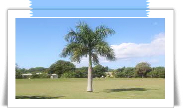 자보티카바 효능