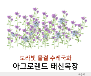 아그로랜드 태신목장 수레국화