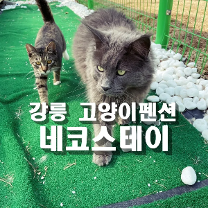 "고양이