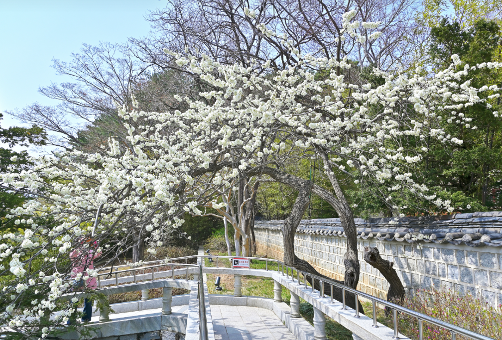 강릉 오죽헌 율곡매