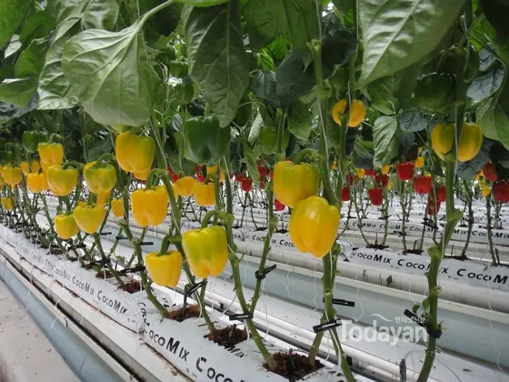 파프리카 재배 모종 선택 하우스 관리 착색 높이는법_1