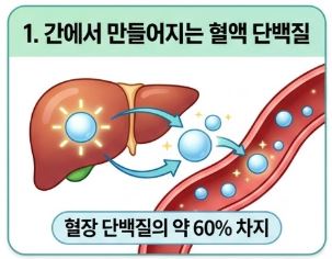 알부민이란