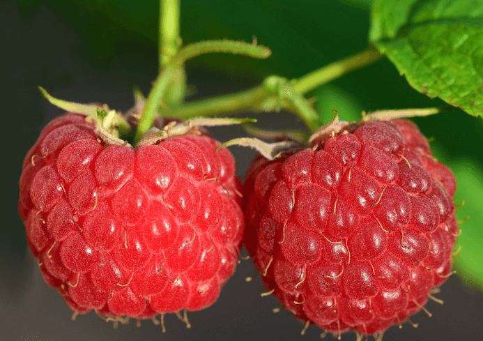 몸속-염증에-좋은-음식