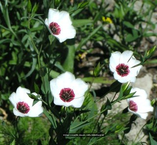 꽃아마 이미지 사진