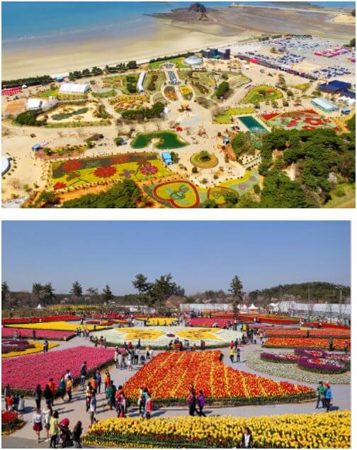 태안 세계튤립꽃 박람회