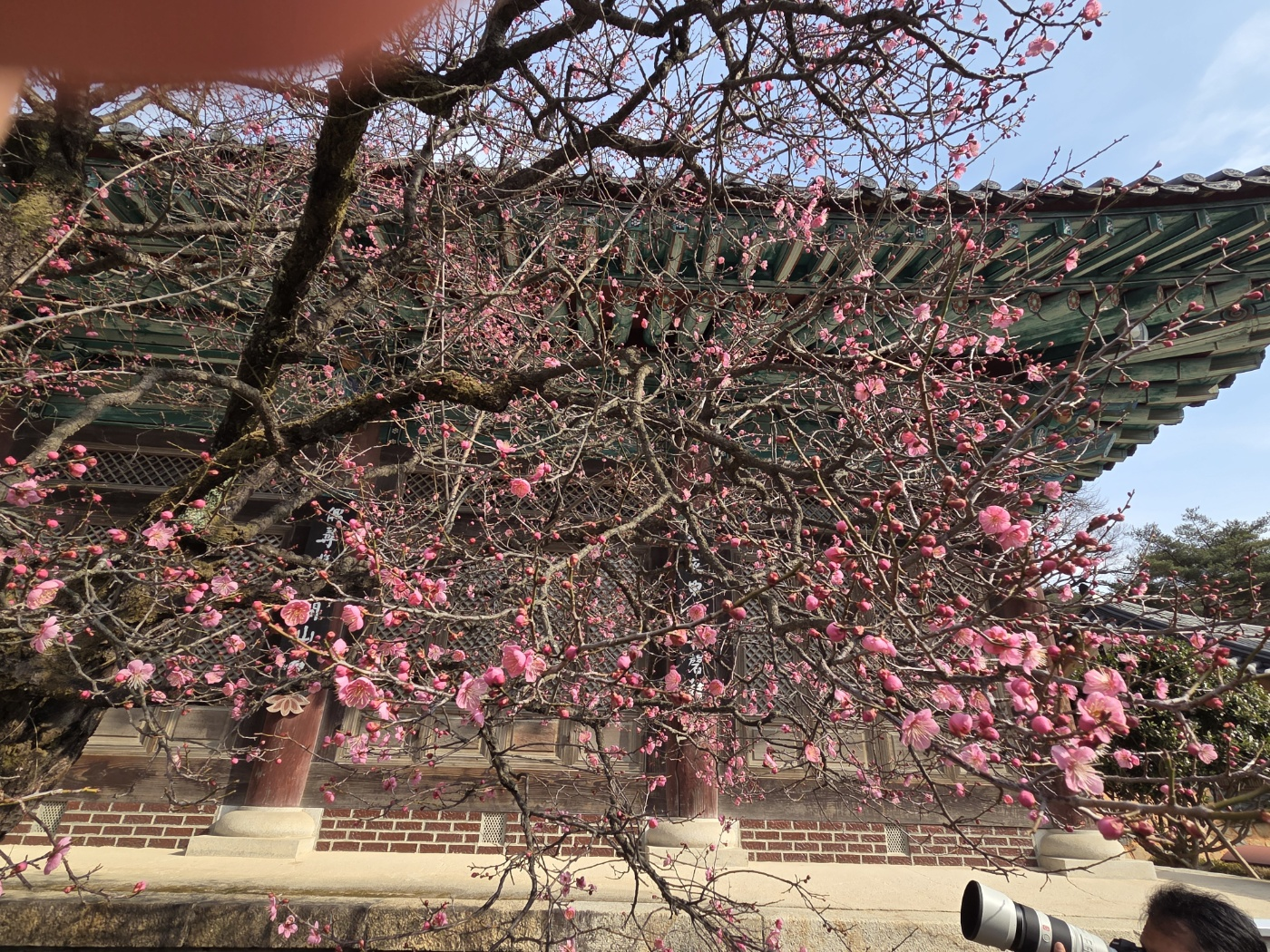 홍매화 3