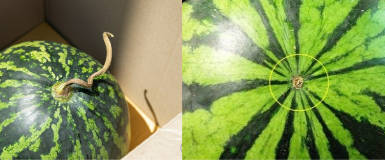 수박 꼭지, 배꼽 형태