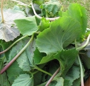 머위 효능과 부작용 고르는법 먹는법 칼로리