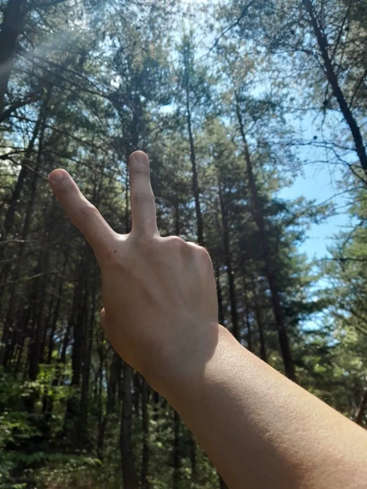 빽빽한 소나무 숲 위로 찬란한 햇살이 비치는 하늘을 향해 V자를 그리고 있는 손.