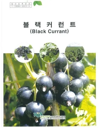 블랙커런트 재배 전정 관리 통풍 확보 병해 줄이기_4