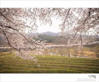 봄꽃 여행지 베스트10 벚꽃 유채 튤립 명소와 걷기 좋은 코스_10