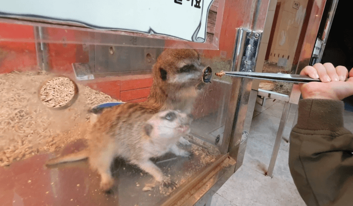 실내동물원-미어캣-먹이체험