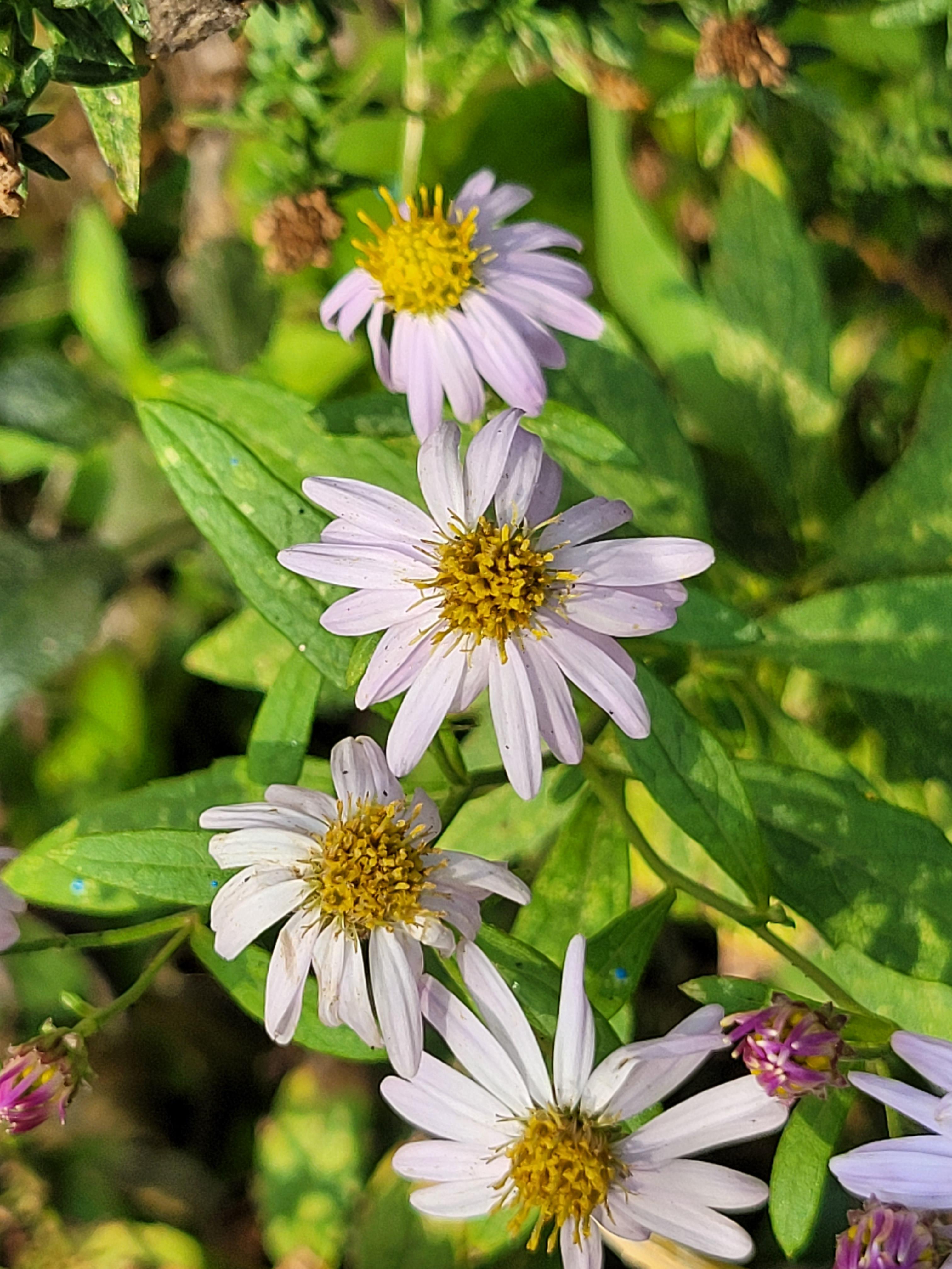 일상 속 꽃 한 송이의 힘