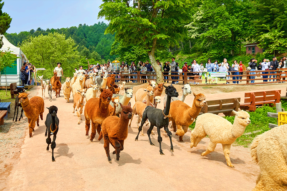 홍천 알파카 월드
