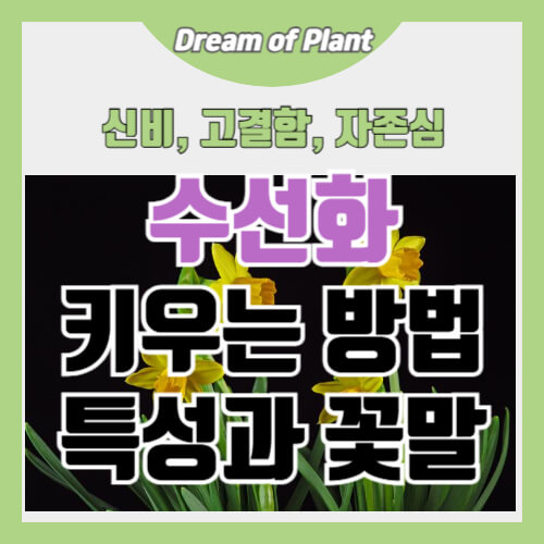 수선화 키우는 방법 썸네일 이미지