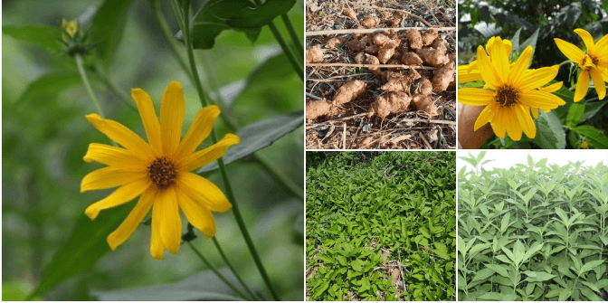 뚱딴지 돼지감자