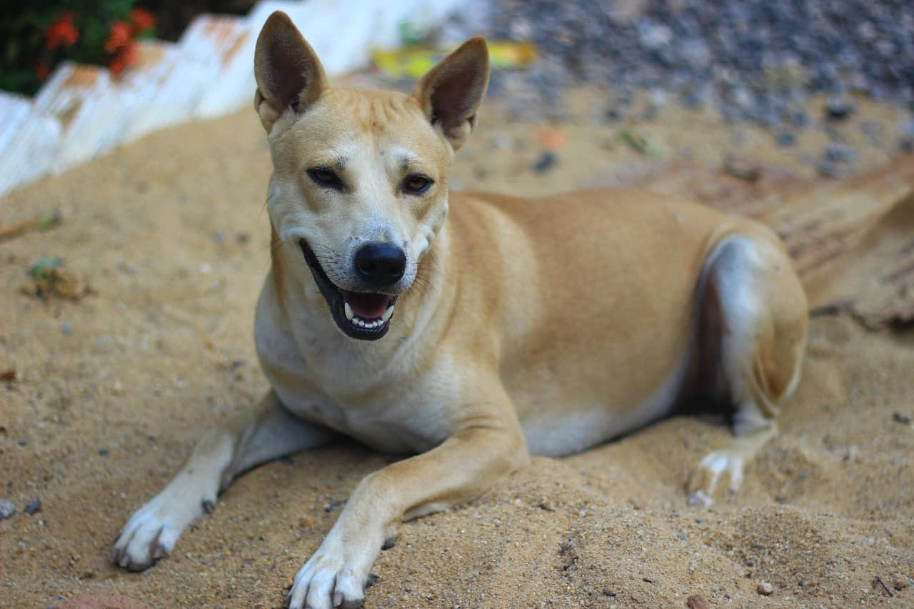 한국의 개고기 식문화 (역사, 논란, 소비추세, 인식변화)
