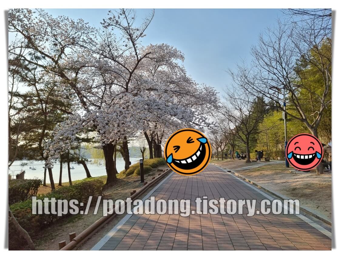 경주 보문호 벚꽃