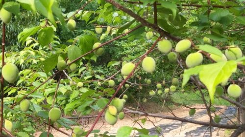 매실-청매-황매-수확시기