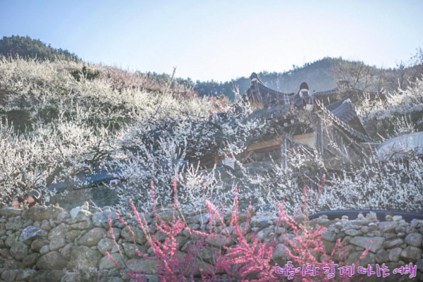 광양 매화마을(2)