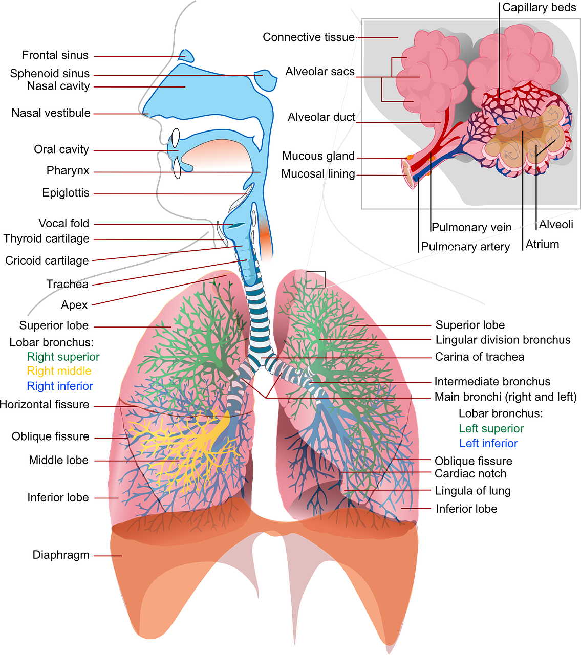 폐암 치료 관련 사진